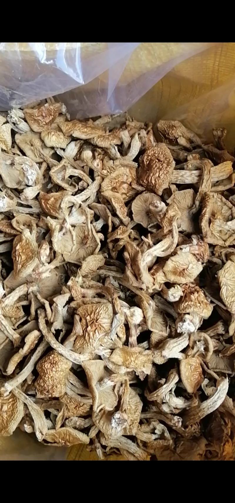 黑龙江滑子菇