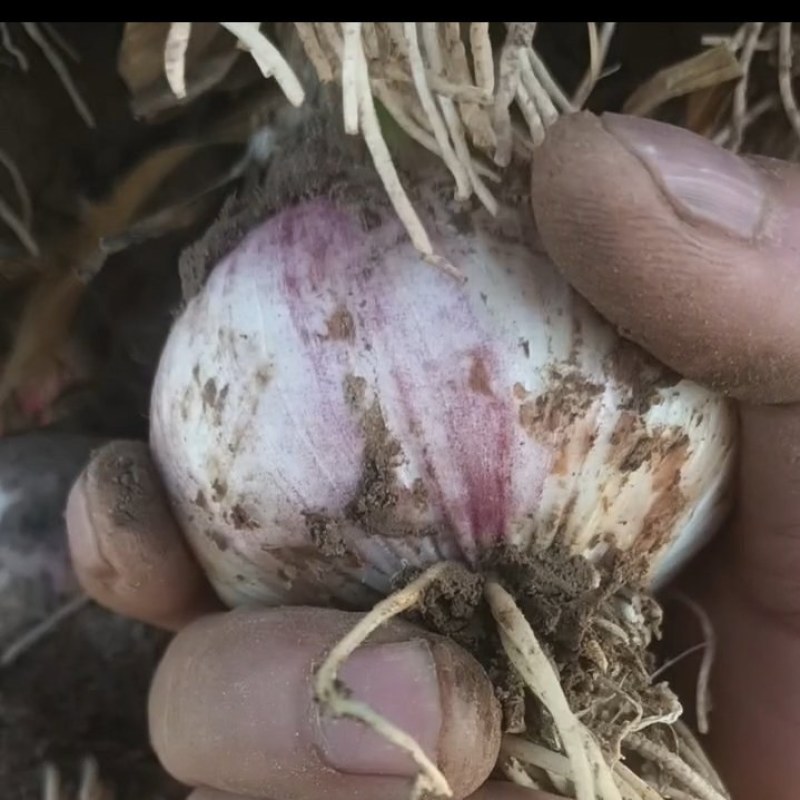 紫皮大蒜55/65量大需要老板联系