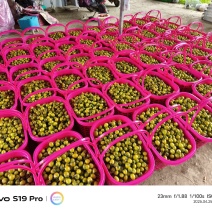 青甜小番茄