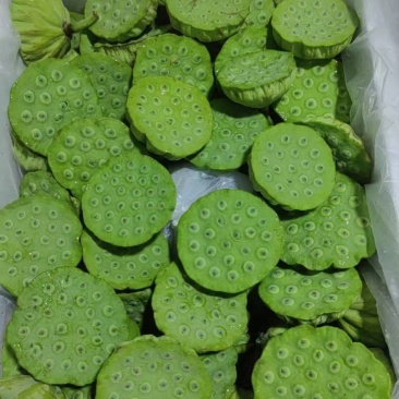 今年新出水果莲蓬全国可发，嫩莲蓬，鲜莲蓬