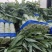 精品尖叶红莴笋大量上市中质价格合理五十，公分左右