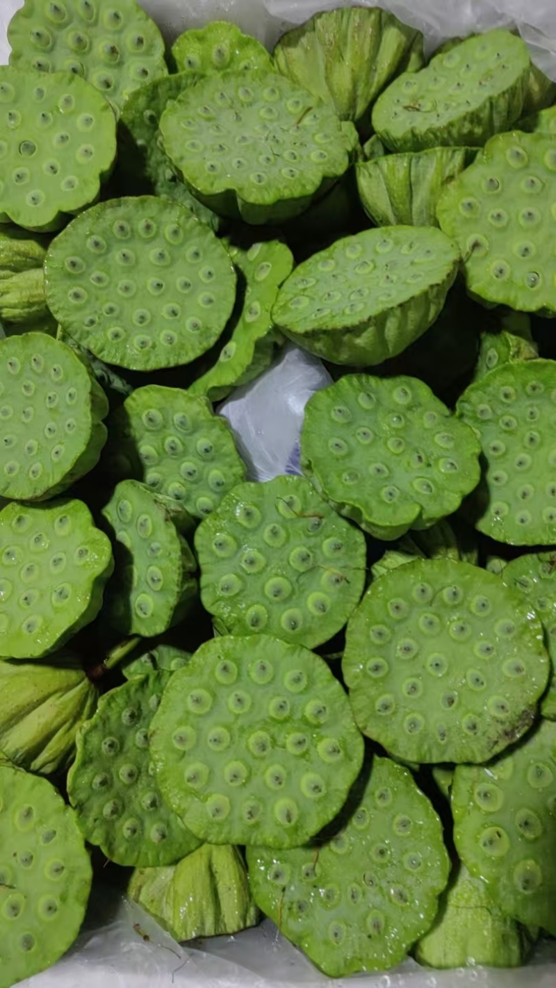 今年新出新鲜水果莲蓬，基地大量直供，北京上海直供发货嫩莲