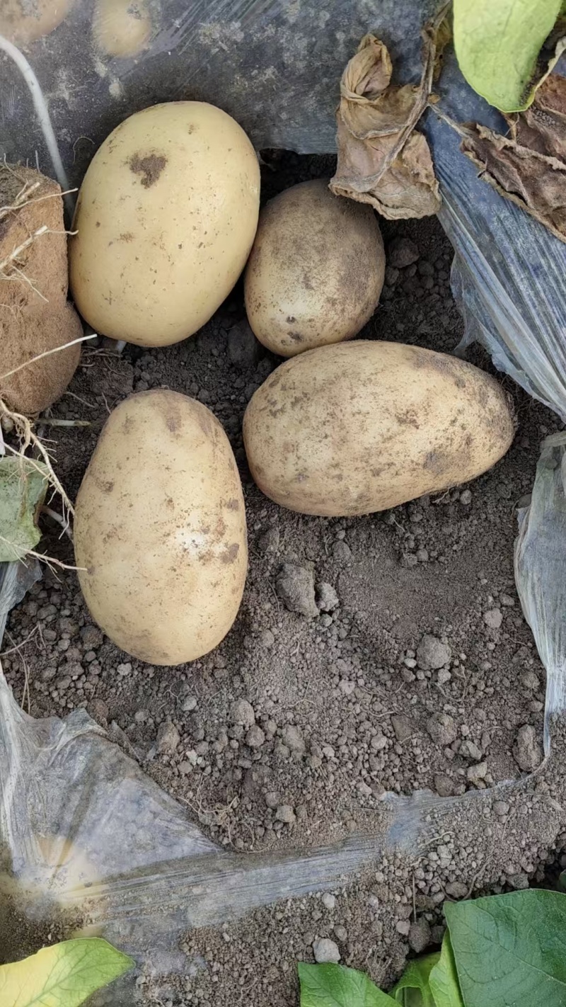 江苏徐州黄心土豆大量供应产地直发量大从优欢迎来电