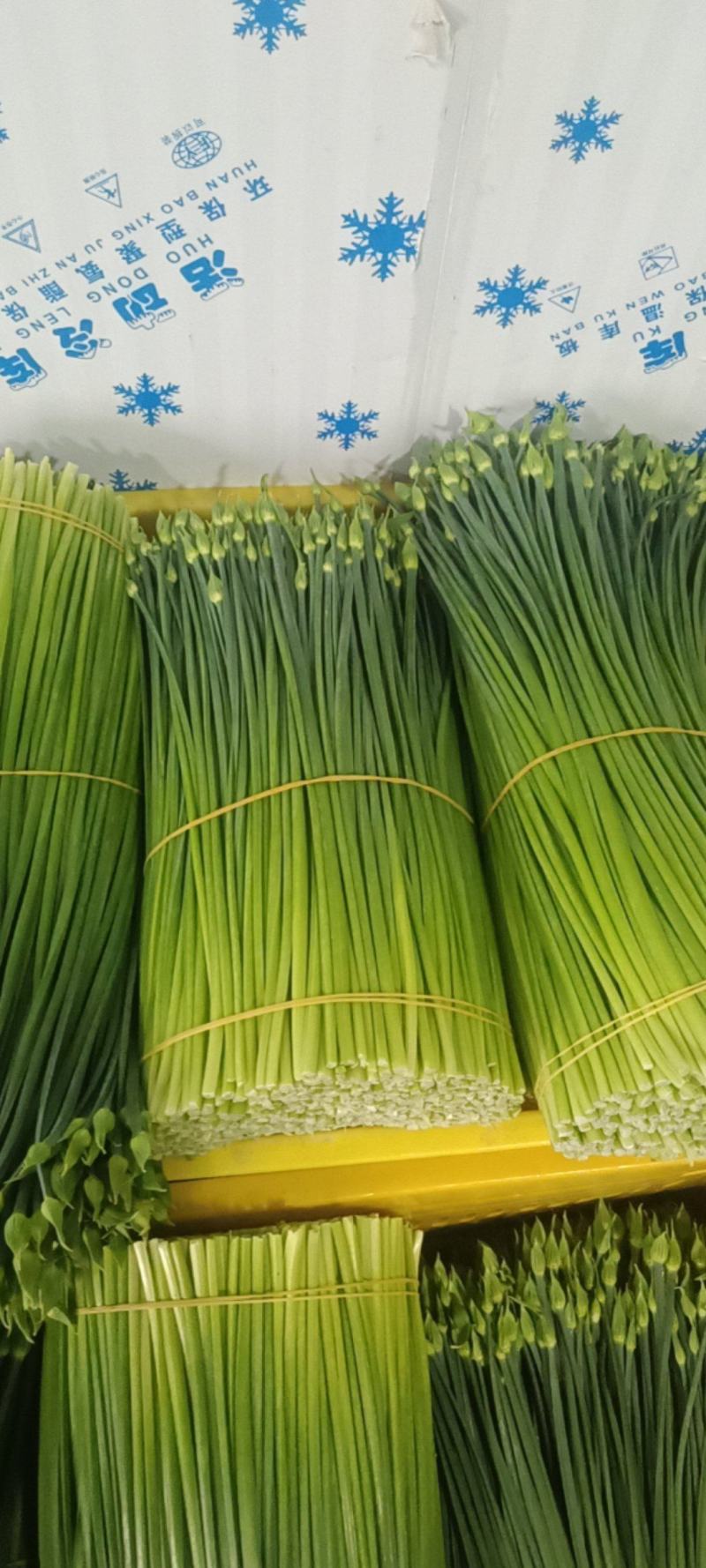 韭菜苔