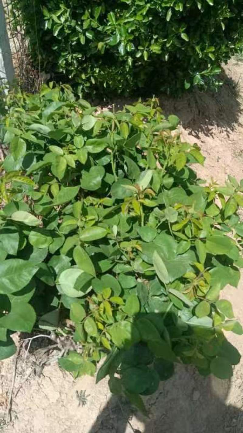 冬青，黄秧，月季花，农柏树，大量有货需要可以联系质量**