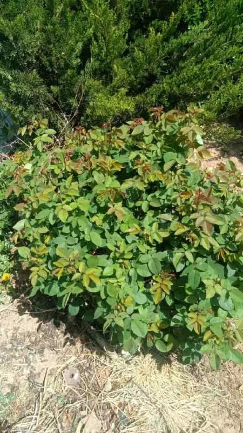 冬青，黄秧，月季花，农柏树，大量有货需要可以联系质量**