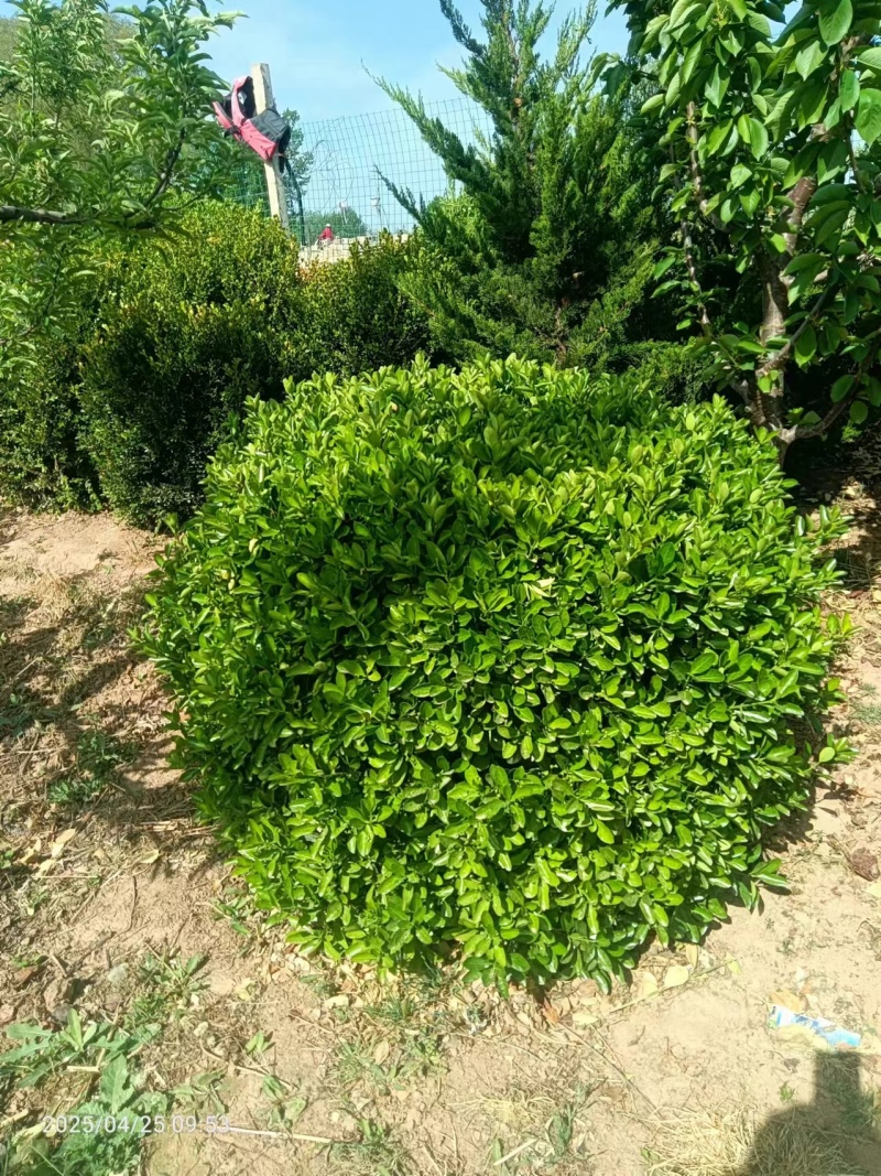 冬青，黄秧，月季花，农柏树，大量有货需要可以联系质量**