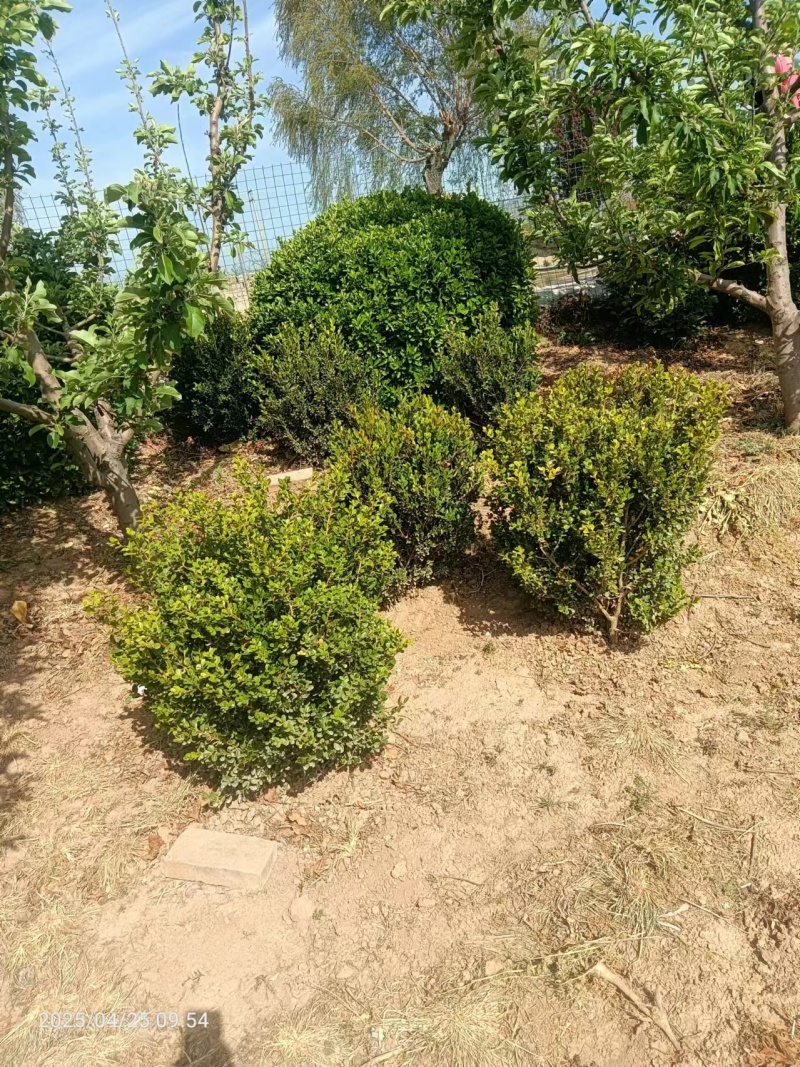 冬青，黄秧，月季花，农柏树，大量有货需要可以联系质量**