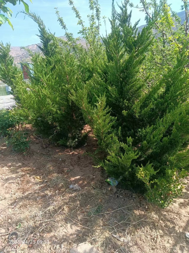 冬青，黄秧，月季花，农柏树，大量有货需要可以联系质量**