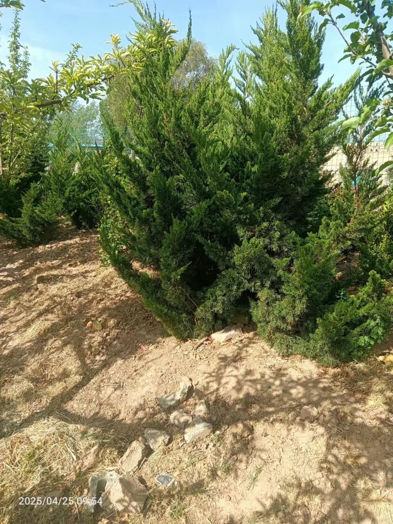 冬青，黄秧，月季花，农柏树，大量有货需要可以联系质量**