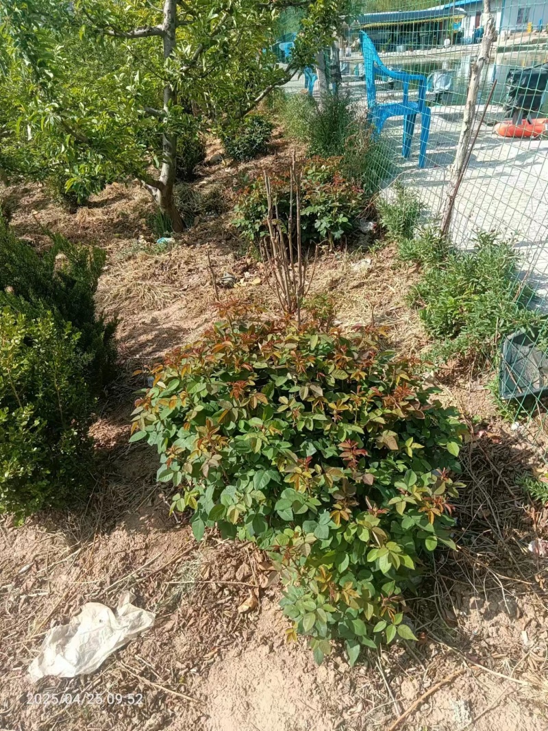 冬青，黄秧，月季花，农柏树，大量有货需要可以联系质量**