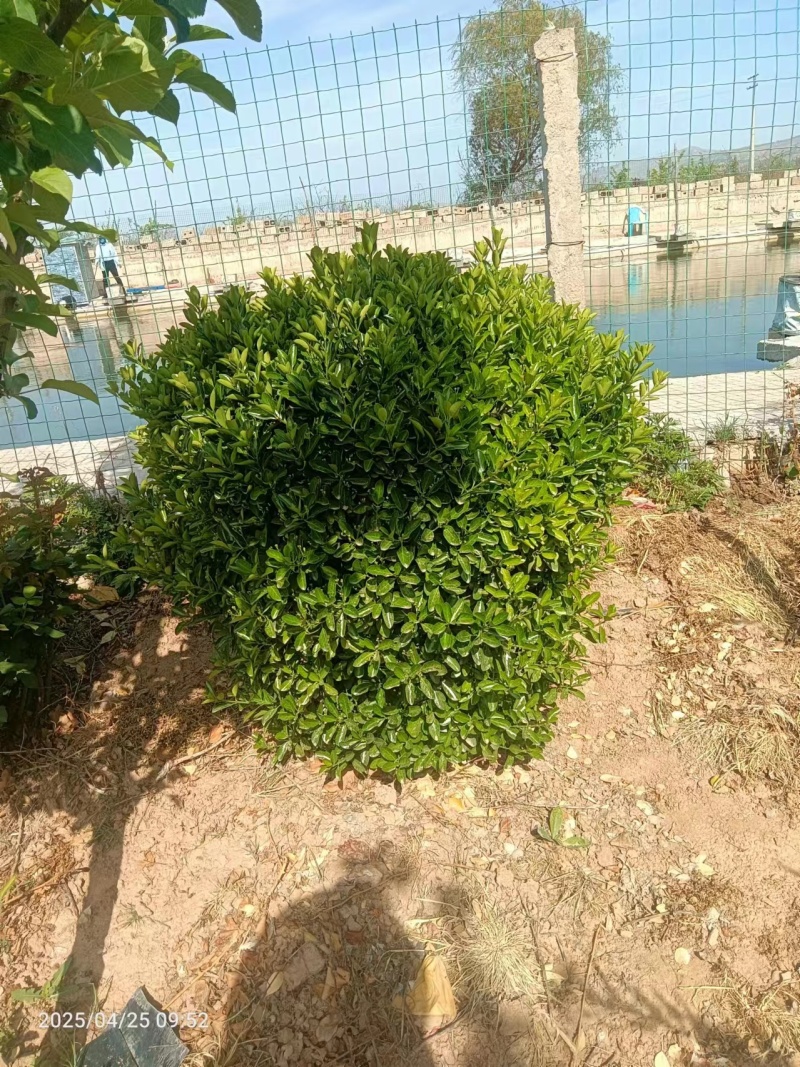 冬青，黄秧，月季花，农柏树，大量有货需要可以联系质量**