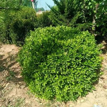 冬青，黄秧，月季花，农柏树，大量有货需要可以联系质量**