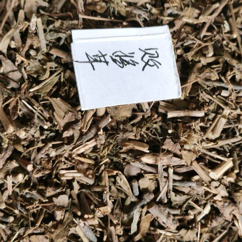 败酱草