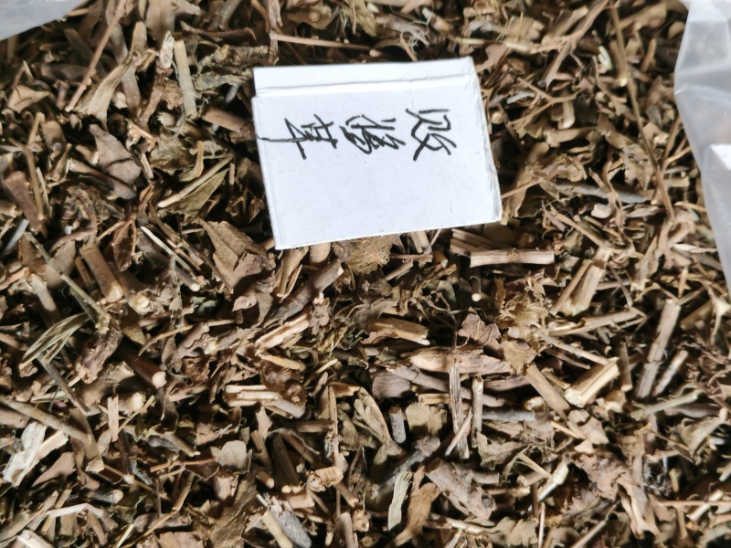败酱草