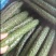 安徽亳州夏邑精品蜜刺黄瓜鲜花带清脆爽口对接商超电商