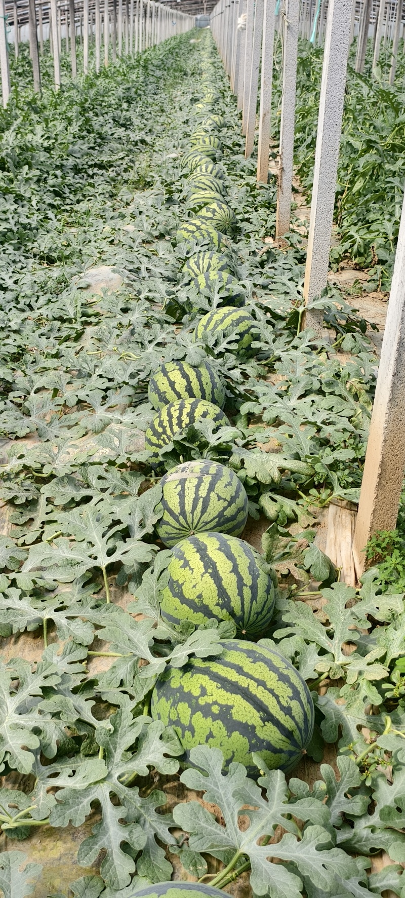 山东甜王西瓜，大量供应，市场，商超，代发全国，保质保量