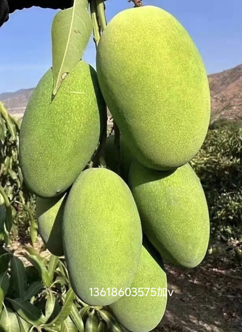 云南金煌芒·云南楚雄武定种植基地
