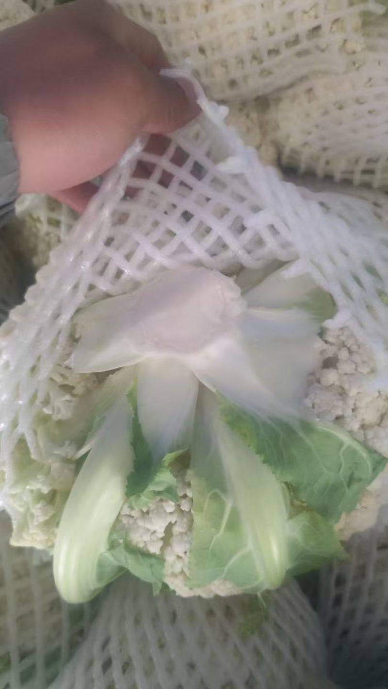 菜花，有机菜花，有机花，有机菜花，大棚有机花，鲜花