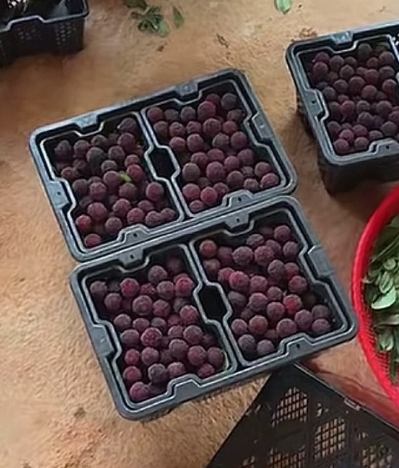 精品杨梅大量供应产地直发品质保证量大从优