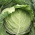 【精品甘蓝】开封通许甘蓝大量供应，圆包菜可视频看货