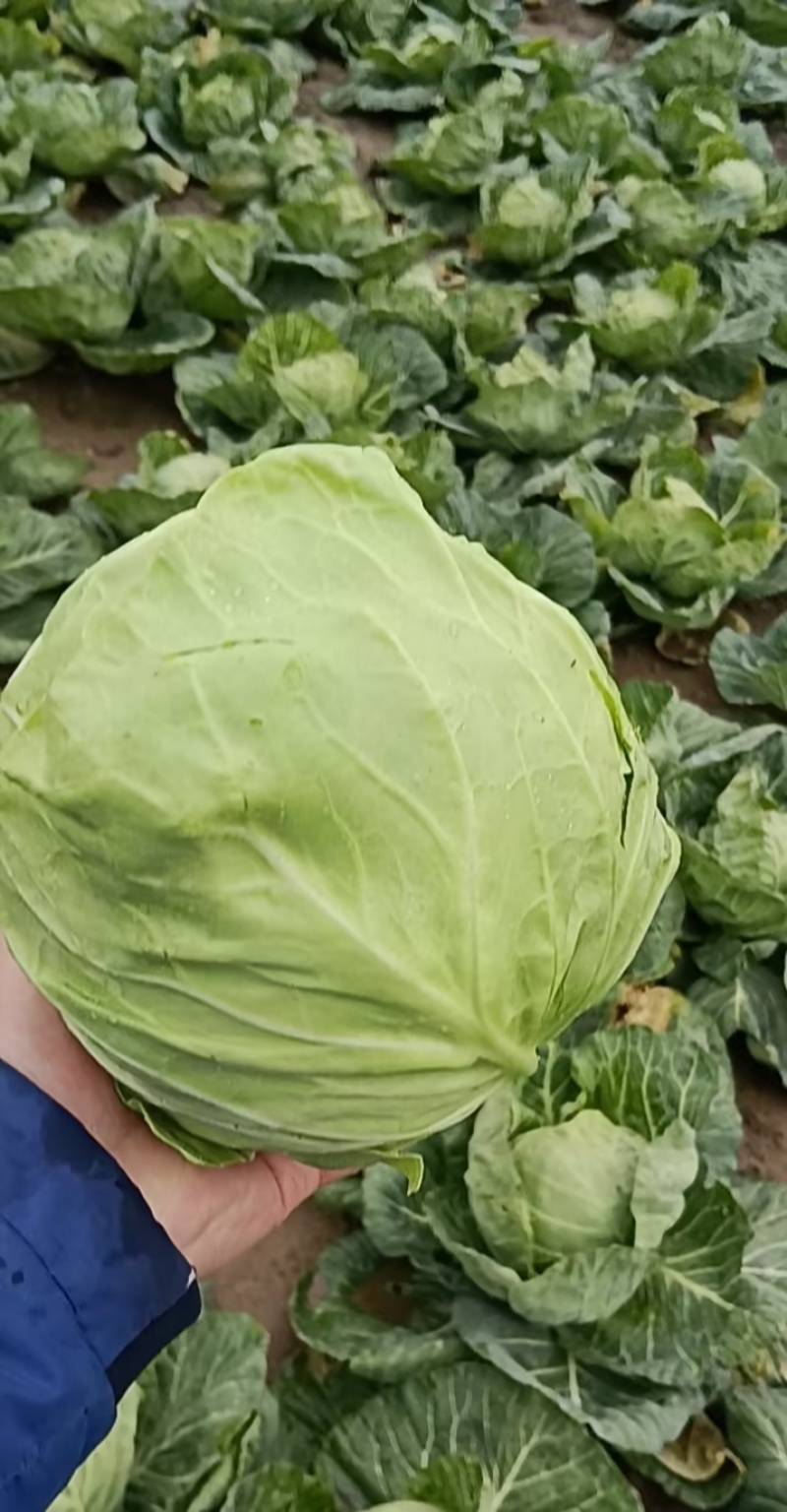 【精品甘蓝】开封通许甘蓝大量供应，圆包菜可视频看货
