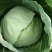 【精品甘蓝】开封通许甘蓝大量供应，圆包菜可视频看货