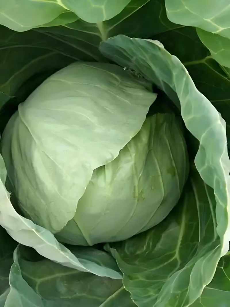 【精品甘蓝】开封通许甘蓝大量供应，圆包菜可视频看货