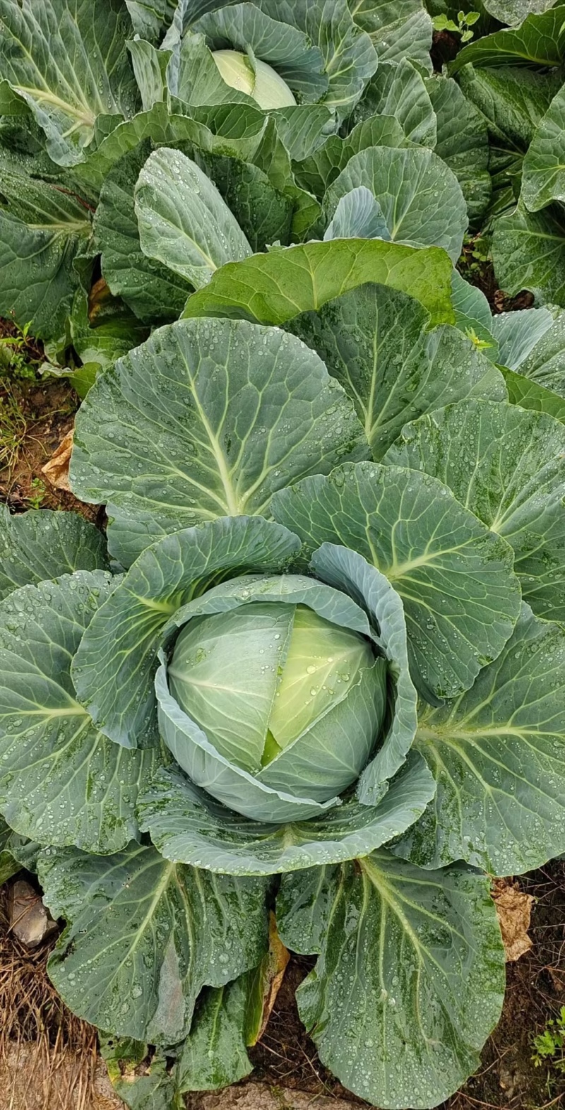 【精品甘蓝】开封通许甘蓝大量供应，圆包菜可视频看货