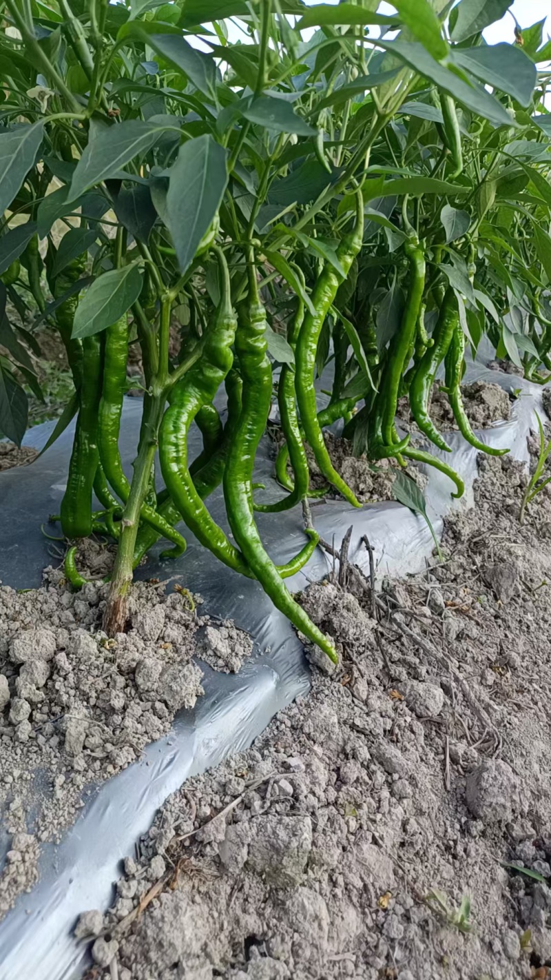 螺丝椒