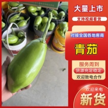 【精品青茄】湖北随州青茄现采现摘对接全国商超批发