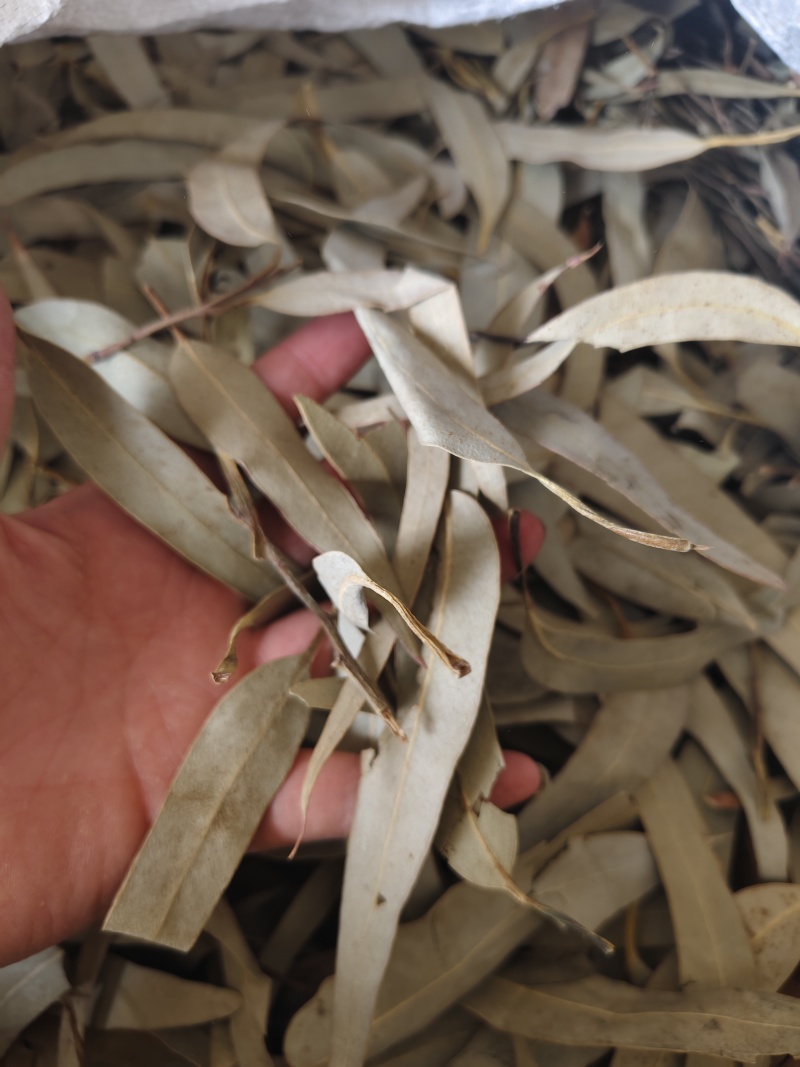 桉叶桉树叶散装中药材蓝桉叶羊草果叶灰杨柳