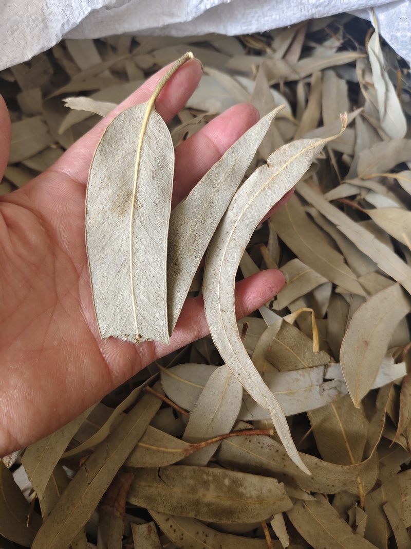 桉叶桉树叶散装中药材蓝桉叶羊草果叶灰杨柳