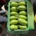 【精品青茄】湖北随州青茄现采现摘对接全国商超批发
