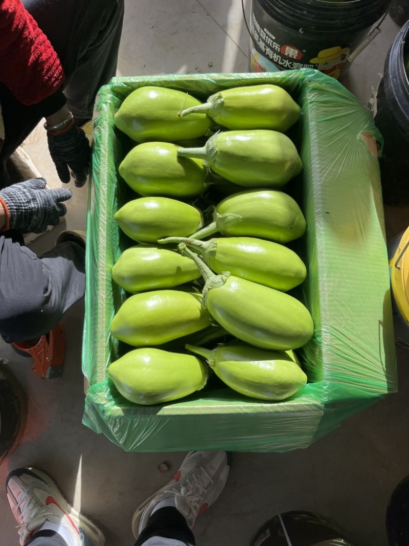 【精品青茄】湖北随州青茄现采现摘对接全国商超批发