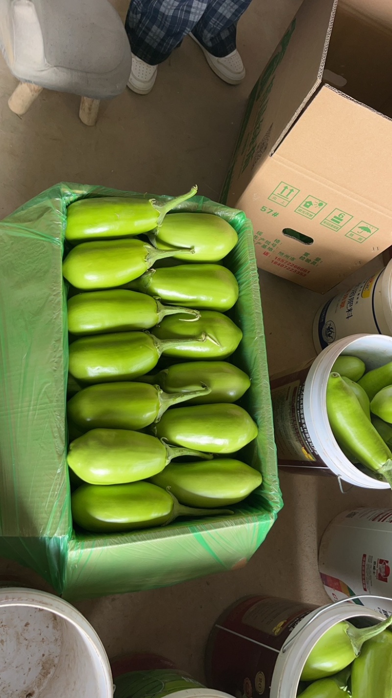 【精品青茄】湖北随州青茄现采现摘对接全国商超批发