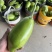 【精品青茄】湖北随州青茄现采现摘对接全国商超批发