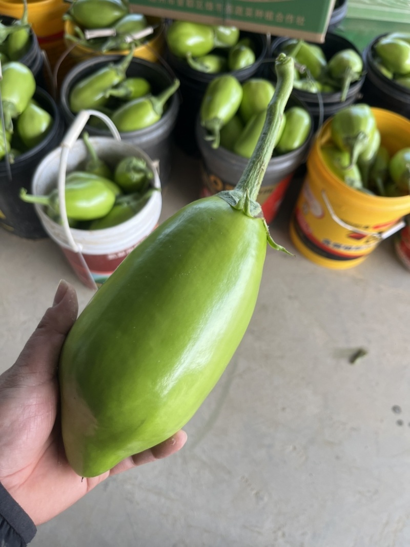 【精品青茄】湖北随州青茄现采现摘对接全国商超批发