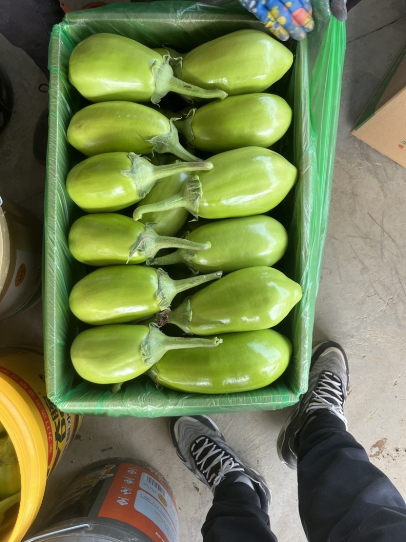 【精品青茄】湖北随州青茄现采现摘对接全国商超批发