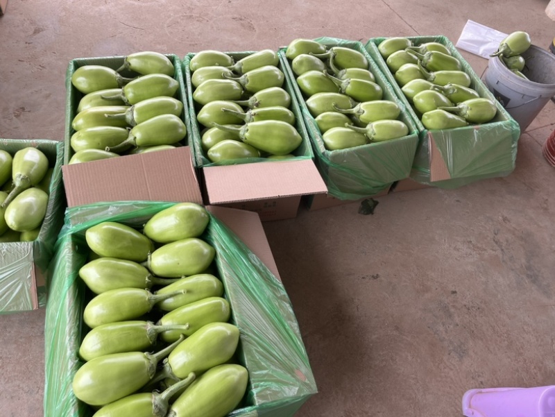 【精品青茄】湖北随州青茄现采现摘对接全国商超批发