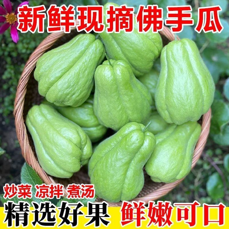 云南现摘新鲜佛手瓜批发窝瓜洋瓜当季农家蔬菜丝瓜自种寿瓜