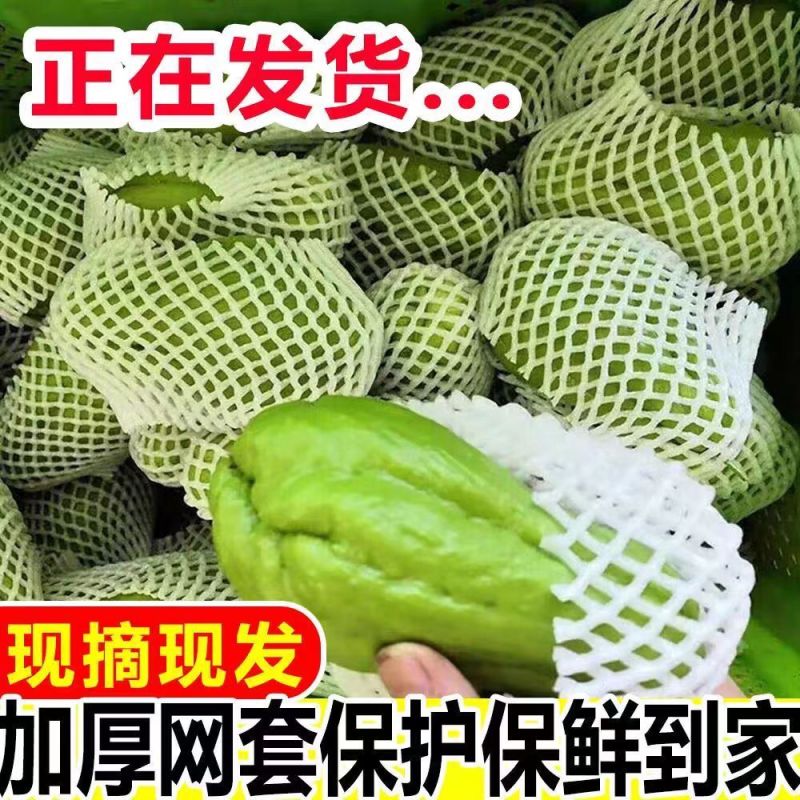 云南现摘新鲜佛手瓜批发窝瓜洋瓜当季农家蔬菜丝瓜自种寿瓜