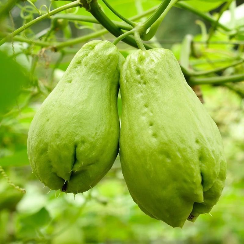 云南现摘新鲜佛手瓜批发窝瓜洋瓜当季农家蔬菜丝瓜自种寿瓜