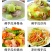 云南现摘新鲜佛手瓜批发窝瓜洋瓜当季农家蔬菜丝瓜自种寿瓜