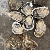 三倍体产地直发，价廉。