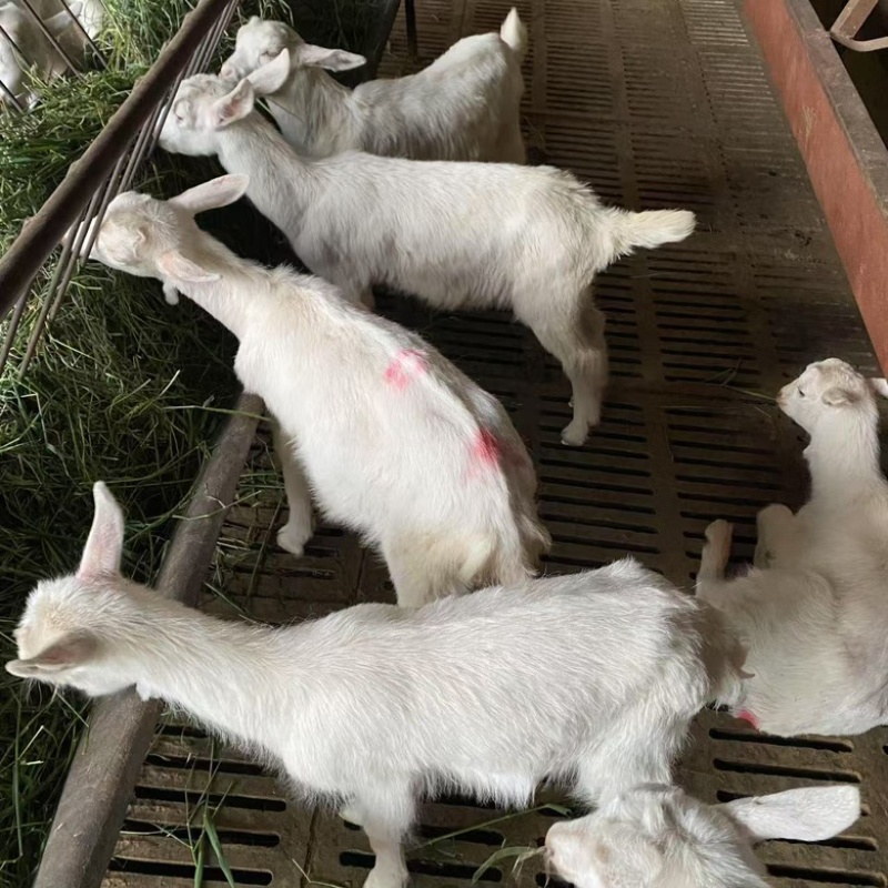 萨能奶山羊羊苗
