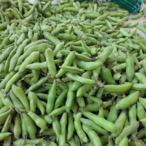 推荐湖北蚕豆颗粒饱满基地直供实力代发全国商超
