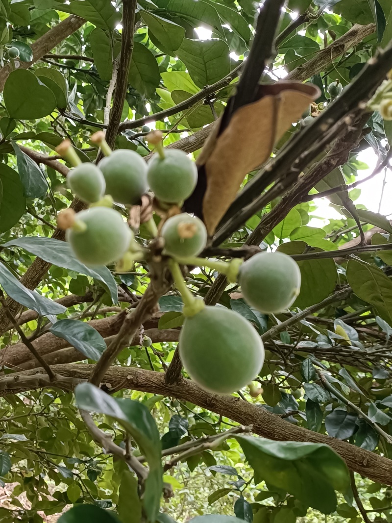 橘红果