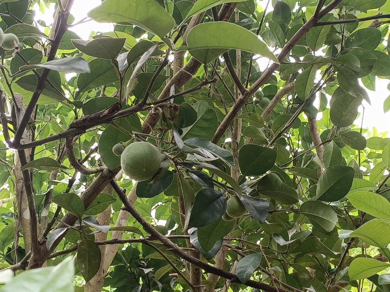橘红果