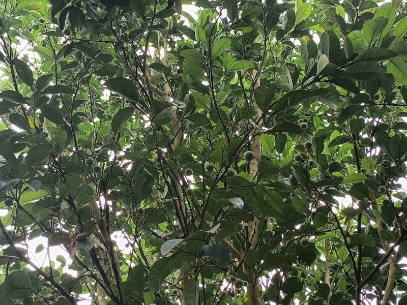 橘红果
